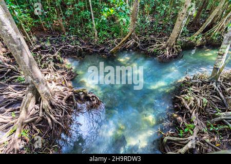 Tropische Baumwurzeln oder Tha Pom Mangrove in Sumpfwald und Fließwasser, Klong Song Nam in Krabi, Thailand. Stockfoto