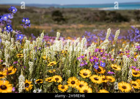 Eine schöne Mischung aus wild wachsenden Blumen mit vielen Farben auf einem Feld Stockfoto