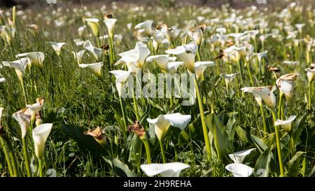 Eine Massenschau von Calla- oder Arumlilien (Zantedeschia aethiopica), die in einem Feuchtgebiet wachsen Stockfoto