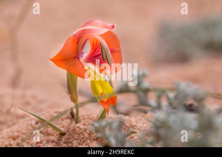 Schöne orangefarbene Blume des Königs Kalkoentjie (Gladiolus alatus) Stockfoto