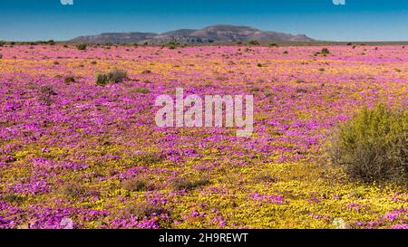 Große Ausstellung von Wildblumen, die in der Namaqua-Blumensaison mit einem Berg in der Ferne wachsen Stockfoto