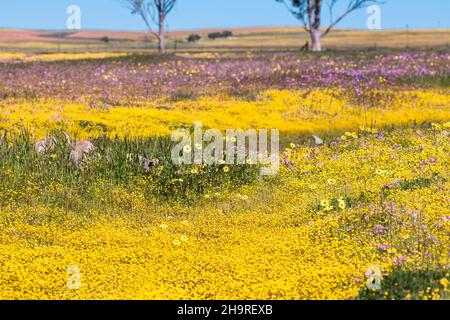 Große Ausstellung von Wildblumen, die in der Namaqua-Blumensaison wachsen Stockfoto