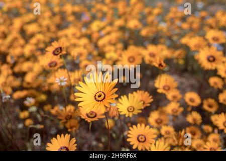 Orangefarbene Gänseblümchen wachsen auf dem Feld Stockfoto