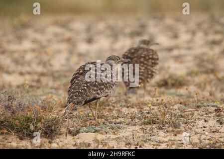 Houbara bustard kann von den Spuren durch die kargen Landschaften auf Lanzarote gesehen werden, das umliegende Land ist für diese ikonischen Vögel geschützt. Stockfoto