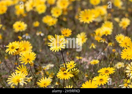 Gelbe Gänseblümchen aus der Nähe von wachsenden Wildblumen Stockfoto