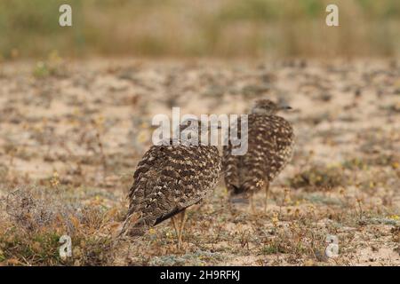 Houbara bustard kann von den Spuren durch die kargen Landschaften auf Lanzarote gesehen werden, das umliegende Land ist für diese ikonischen Vögel geschützt. Stockfoto