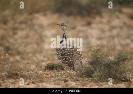 Houbara bustard kann von den Spuren durch die kargen Landschaften auf Lanzarote gesehen werden, das umliegende Land ist für diese ikonischen Vögel geschützt. Stockfoto