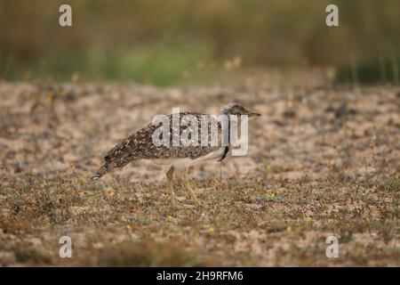 Houbara bustard kann von den Spuren durch die kargen Landschaften auf Lanzarote gesehen werden, das umliegende Land ist für diese ikonischen Vögel geschützt. Stockfoto