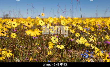 Gelbe Gänseblümchen zeigen ein großes Blumenfeld in der Namaqualand-Blumensaison Stockfoto