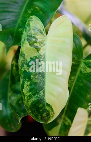 Blatt des Philodendron burle marx in schwarzem Topf Stockfoto