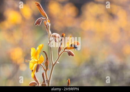 Gelbe Blüten der Gemeine Schmetterlingsblume (Wachendorfia paniculata) mit einer Honigbiene in einer der Blüten Stockfoto