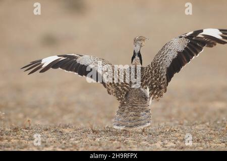 Houbara bustard kann von den Spuren durch die kargen Landschaften auf Lanzarote gesehen werden, das umliegende Land ist für diese ikonischen Vögel geschützt. Stockfoto