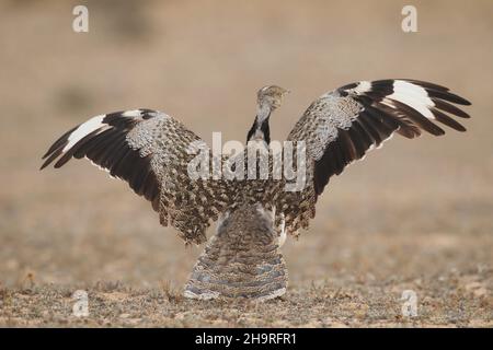 Houbara bustard kann von den Spuren durch die kargen Landschaften auf Lanzarote gesehen werden, das umliegende Land ist für diese ikonischen Vögel geschützt. Stockfoto