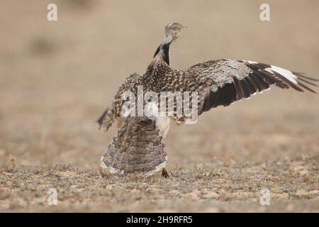 Houbara bustard kann von den Spuren durch die kargen Landschaften auf Lanzarote gesehen werden, das umliegende Land ist für diese ikonischen Vögel geschützt. Stockfoto