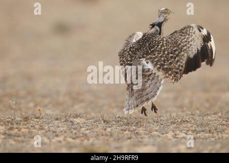 Houbara bustard kann von den Spuren durch die kargen Landschaften auf Lanzarote gesehen werden, das umliegende Land ist für diese ikonischen Vögel geschützt. Stockfoto