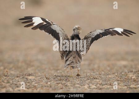 Houbara bustard kann von den Spuren durch die kargen Landschaften auf Lanzarote gesehen werden, das umliegende Land ist für diese ikonischen Vögel geschützt. Stockfoto