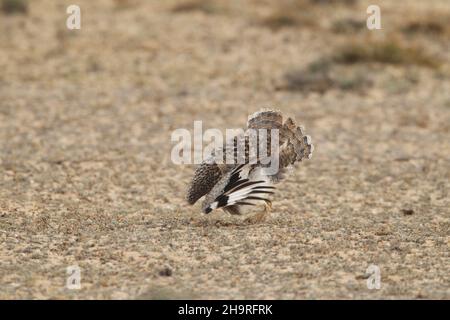 Houbara bustard kann von den Spuren durch die kargen Landschaften auf Lanzarote gesehen werden, das umliegende Land ist für diese ikonischen Vögel geschützt. Stockfoto