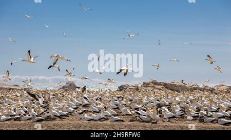 Eine Brutkolonie von Kapgannets (Morus capensis) auf Bird Island in Lambert's Bay Stockfoto