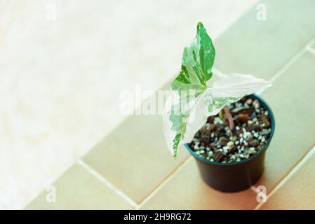 Syngonium podophyllum ist im Topf bunt Stockfoto