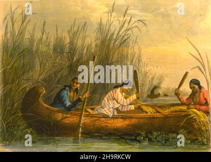 Amerikanische Ureinwohner des Stammes der Ojibwa sammeln in einem Kanu Wildreis von Seth Eastman, 1808-1875 im Jahr 1853. Drei indianische Frauen (Chippewa?) In einer Birkenrinde sammeln Kanu Samen aus Wildreis. Sie benutzen Paddel, um die Samen auszuschlagen. Stockfoto