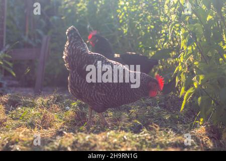 Freilaufhennen: Blaue und graue Henne im Garten Stockfoto