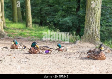 Wilde Enten liegen und ruhen auf dem Boden am Wald Stockfoto