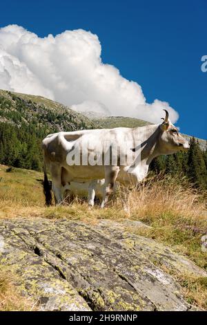 Weiße und braune Milchkuh, die in der alpinen Landschaft steht. Nationalpark Adamello Brenta. Trentino-Südtirol, Italien, Europa. Stockfoto