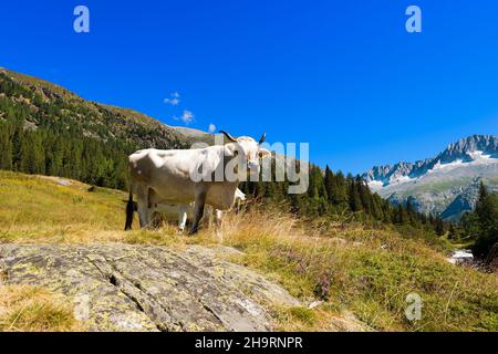 Weiße und braune Milchkuh, die in der alpinen Landschaft steht. Nationalpark Adamello Brenta. Trentino-Südtirol, Italien, Europa. Stockfoto