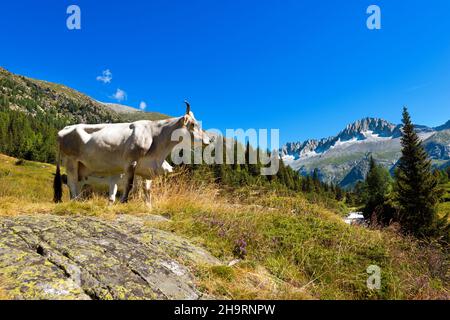 Weiße und braune Milchkuh, die in der alpinen Landschaft steht. Nationalpark Adamello Brenta. Trentino-Südtirol, Italien, Europa. Stockfoto