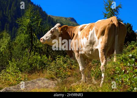 Braune und weiße Milchkuh steht in alpiner Landschaft. Nationalpark Adamello Brenta. Trentino-Südtirol, Italien, Europa. Stockfoto
