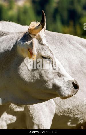 Kuh. Porträt einer weißen Färse mit Hörnern, Seitenansicht, Italienische Alpen, Trentino-Südtirol, Italien, Europa. Stockfoto