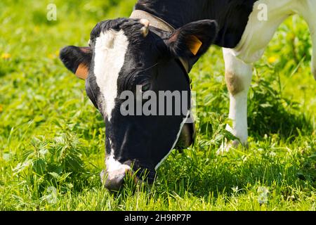 Nahaufnahme des Kopfes einer schwarzen und weißen Kuh beim Essen des grünen Grases einer Wiese. Hochebene von Lessinia, Alpen, Venetien, Provinz Verona, Italien, Europa. Stockfoto