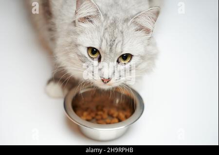 Portrait von hungriger Katze neben Metallschale isoliert auf Studiohintergrund Stockfoto