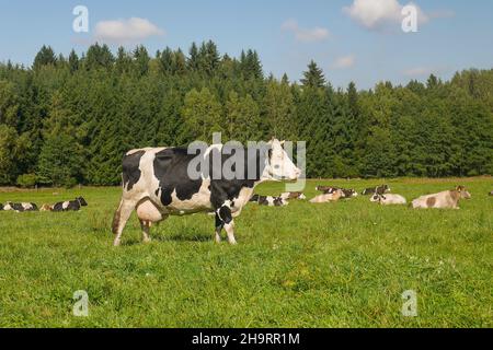 Vieh auf einer Weide, eine Kuh im Vordergrund, eine Herde Kühe, die auf dem Gras hinter ihr liegt Stockfoto