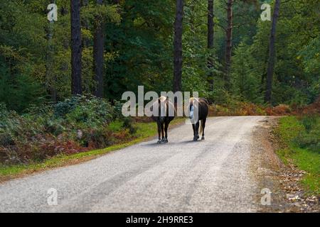 Ein Paar Ponies-Equus Ferus Caballus wandern entlang des Ornamental Drive, Brockenhurst, New Forest National Park, Hampshire, Großbritannien Stockfoto