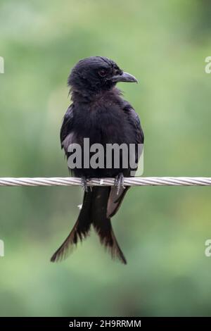 Schwarzer Drongo-Vogel sitzt in einem Seil und sucht nach seiner Jagd Stockfoto