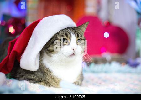 Hauskatze in weihnachtlicher roter Hut mit weißem Rand auf Hut. Große Katze zu Hause für Winterparty dekoriert. Haustier zu Hause. Porträt des Tieres. Postkarte Stockfoto