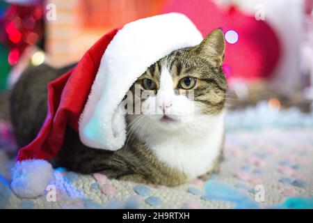 Neujahr Tiger Katze in Weihnachten roten Hut mit weißem Rand auf Hut. Große Katze zu Hause für Winterparty dekoriert. Haustier zu Hause. Porträt des Tieres. Post Stockfoto