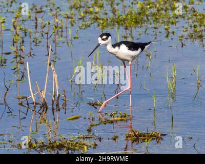 Schwarzhalsstarrippe im seichten Wasser des Myakka River im Myakka River State Park in Sarasota, Florida, USA Stockfoto