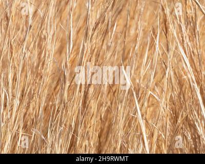 Nahaufnahme von hellem, winterhohem Gras Stockfoto