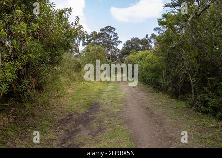 Unbefestigte Straße mitten in einem Wald mit Bäumen und Sträuchern an einem sonnigen Tag, Landschaft mit Schönheit der Natur und leere Ruhe Stockfoto