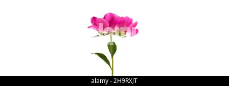 Schöne rosa Pfingstrose isoliert auf weißem Hintergrund. Blumendesign mit breitem Panorama-Banner Stockfoto