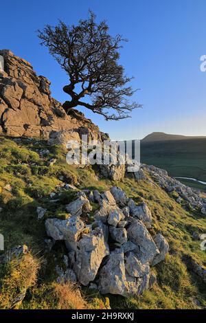 Bei Twistleton Scar klammert sich ein eineinäugige Baum an Kalksteinfelsen mit Blick auf Ingleborough im Yorkshire Dales National Park Stockfoto