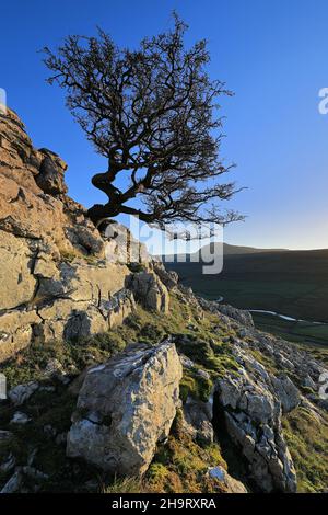 Bei Twistleton Scar klammert sich ein eineinäugige Baum an Kalksteinfelsen mit Blick auf Ingleborough im Yorkshire Dales National Park Stockfoto