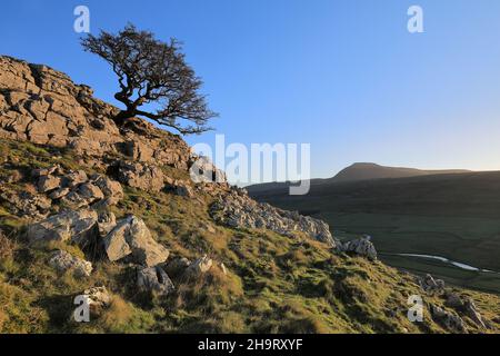 Bei Twistleton Scar klammert sich ein eineinäugige Baum an Kalksteinfelsen mit Blick auf Ingleborough im Yorkshire Dales National Park Stockfoto