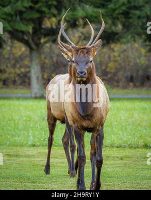 Zwei Elche oder Manitoban Elche Sparring in der Nähe des Oconaluftee Besucherzentrums im Great Smoky Mountains National Park in North Carolina, USA Stockfoto