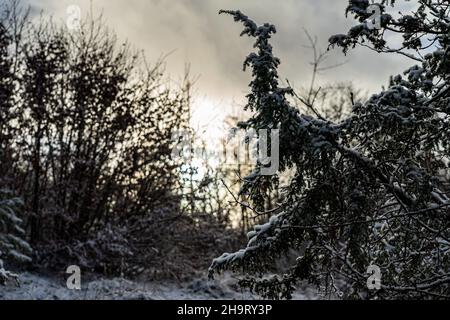 Blick auf ein schneebedecktes Feld im Winter bei Nebel und Sonnenschein Stockfoto