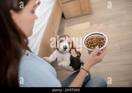 Lustige dreifarbige Welpen, die nach Pelletfutter greifen Stockfoto