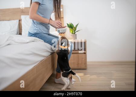 Kaukasische Tierbesitzerin füttert ihren dreifarbigen Welpen Stockfoto