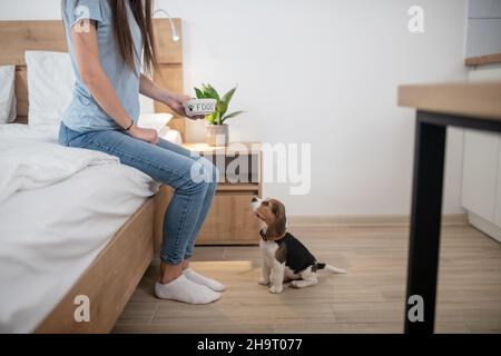 Frau, die ihrem jungen Beagle den Befehl zum Bleiben beibringt Stockfoto